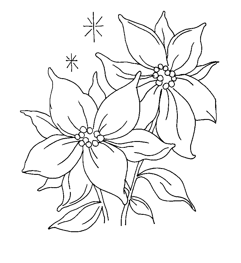 Disegno Stella Di Natale Fiore.Stelle Di Natale