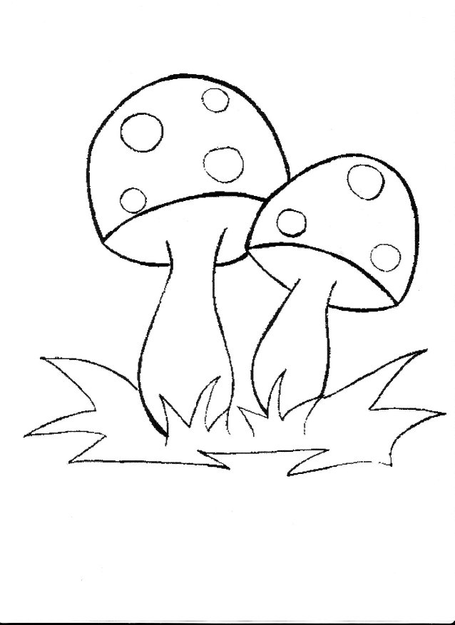 fungo  funghi autunno